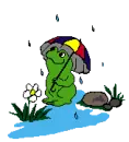 frog in the rain