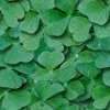 clover seamless background