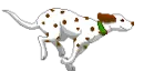 Dalmation Dog Run