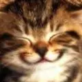 Smiley Kitty Face