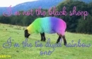 not black sheep rainbow sheep