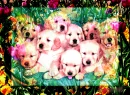 puppys 