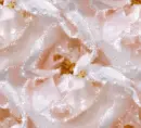 Rose - background