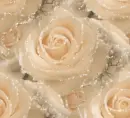 Rose - background