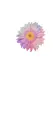 Cute Flower