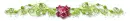 Spring roses divider