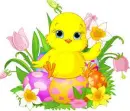 Easter Chick