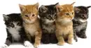 Cute Kittens