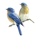 Birds