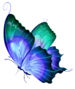 Blue Butterfly