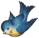 Blue Bird