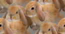 brown bunny seamless background