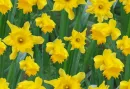 daffoldil seamless background