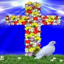 Coss n Dove