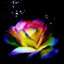rainbow rose