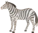 Zebra