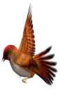 Red Bird