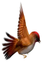 Red Bird