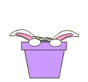 peek-a-boo bunny