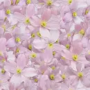 Purple spring flowers seamless background