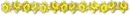 daffodil divider