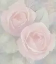 pink roses seamless background