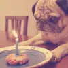 Birthday Pug