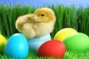 Easter Chick