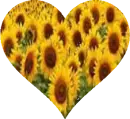 Sunflower Heart