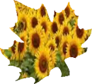 Sunflower Leaf