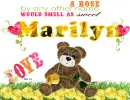 Marilyn -A rose...