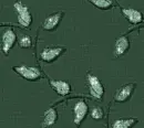 Leaves - background