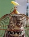 Cat in cage!