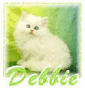 Debbie Persian Kitten