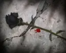 black rose emo