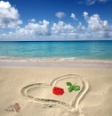 Rose on beach