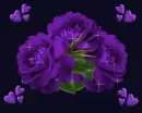 Purple Flowers