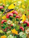 Spring time Birds
