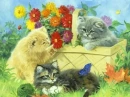 Kittens