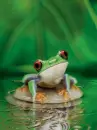 Frog