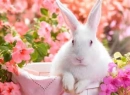Easter Bunny