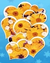 Sunflower Hearts