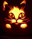 Orange Cat