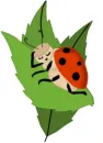 Lady Bug