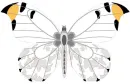The Stranger Butterfly