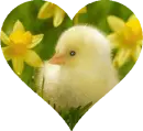 Spring Chick