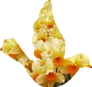 Daffodil Bird