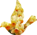 Daffodil Bird