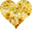 Daffodil Heart