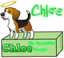 Chloe, Makani's Beagle